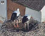 Capi_Dubne_20260808_070504.jpg
