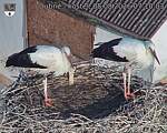 Capi_Dubne_20260808_071003.jpg
