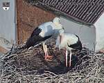 Capi_Dubne_20260808_071504.jpg