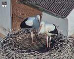 Capi_Dubne_20260808_072004.jpg
