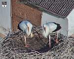 Capi_Dubne_20260808_072504.jpg