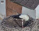 Capi_Dubne_20260808_073002.jpg