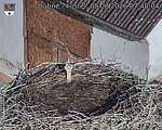Capi_Dubne_20260808_074004.jpg