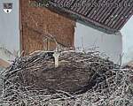 Capi_Dubne_20260808_075004.jpg