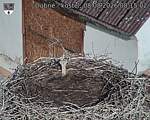 Capi_Dubne_20260808_081502.jpg