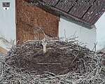 Capi_Dubne_20260808_084002.jpg