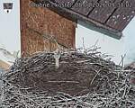 Capi_Dubne_20260808_093002.jpg