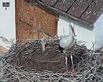 Capi_Dubne_20260808_100004.jpg