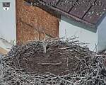 Capi_Dubne_20260808_104502.jpg