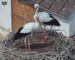 Capi_Dubne_20260808_112004.jpg