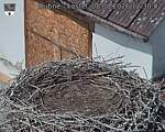 Capi_Dubne_20260808_123002.jpg