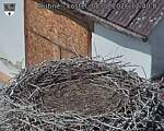 Capi_Dubne_20260808_124002.jpg