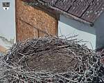 Capi_Dubne_20260808_124502.jpg