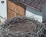 Capi_Dubne_20260808_133002.jpg