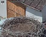 Capi_Dubne_20260808_135003.jpg