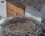 Capi_Dubne_20260808_142502.jpg