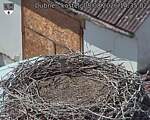 Capi_Dubne_20260808_143502.jpg