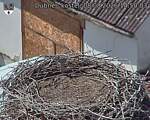 Capi_Dubne_20260808_145003.jpg