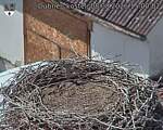 Capi_Dubne_20260808_150002.jpg