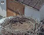 Capi_Dubne_20260808_154002.jpg