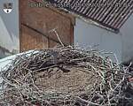 Capi_Dubne_20260808_154504.jpg