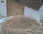 Capi_Dubne_20260808_195002.jpg