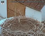 Capi_Dubne_20260808_201504.jpg