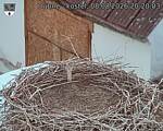 Capi_Dubne_20260808_202004.jpg