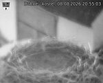 Capi_Dubne_20260808_205503.jpg