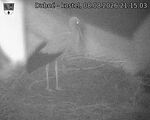 Capi_Dubne_20260808_211503.jpg