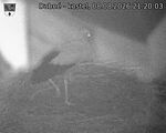 Capi_Dubne_20260808_212003.jpg