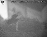 Capi_Dubne_20260808_213003.jpg