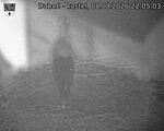 Capi_Dubne_20260808_220503.jpg