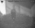 Capi_Dubne_20260808_221002.jpg