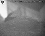 Capi_Dubne_20260808_221502.jpg