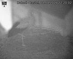 Capi_Dubne_20260808_222002.jpg