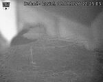 Capi_Dubne_20260808_222503.jpg