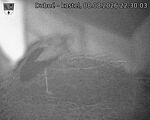 Capi_Dubne_20260808_223003.jpg