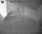 Capi_Dubne_20260808_224503.jpg