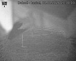 Capi_Dubne_20260808_233003.jpg