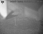 Capi_Dubne_20260808_234503.jpg