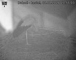 Capi_Dubne_20260808_235503.jpg
