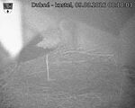 Capi_Dubne_20260809_001003.jpg