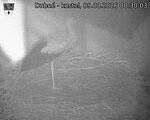 Capi_Dubne_20260809_003003.jpg