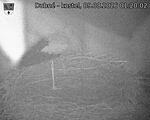 Capi_Dubne_20260809_012003.jpg