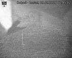 Capi_Dubne_20260809_014502.jpg
