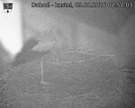 Capi_Dubne_20260809_015003.jpg