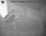 Capi_Dubne_20260809_015503.jpg