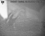 Capi_Dubne_20260809_020003.jpg