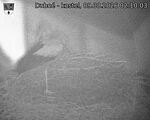 Capi_Dubne_20260809_021003.jpg